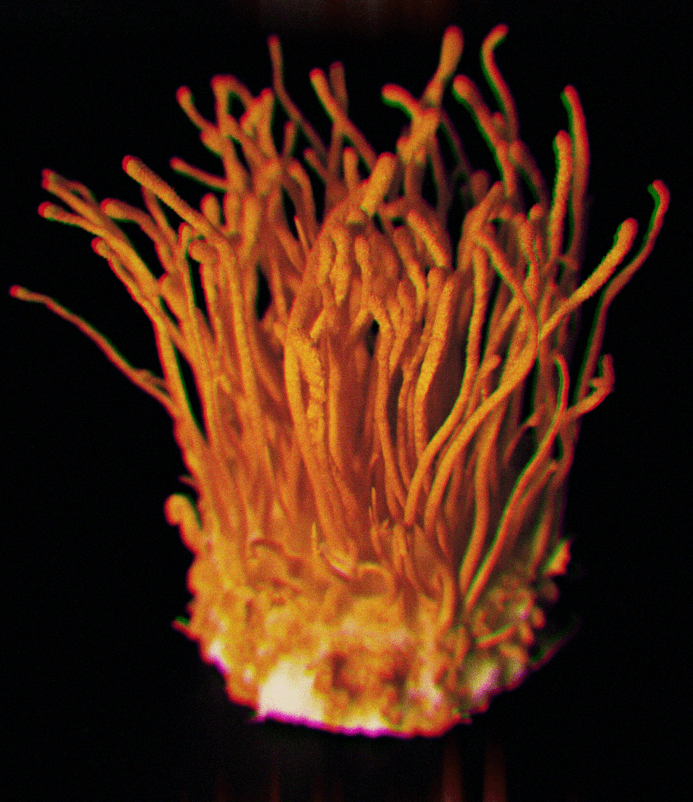 Cordyceps background